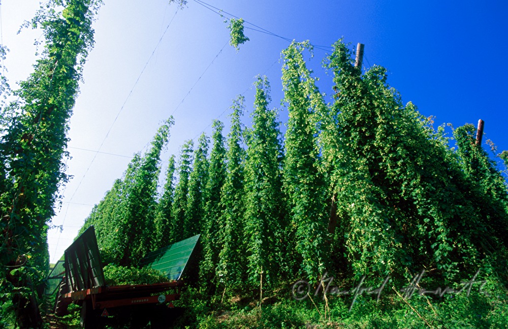 Traktoranhänger im Hopfengarten bei der Ernte