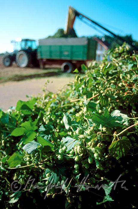 Bauern mit einer Ladung Hopfen bei der Trockenanlage