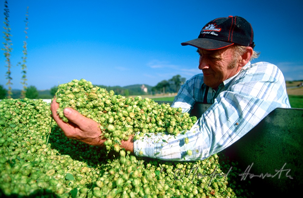 Bauer untersucht die Qualität des Hopfens
