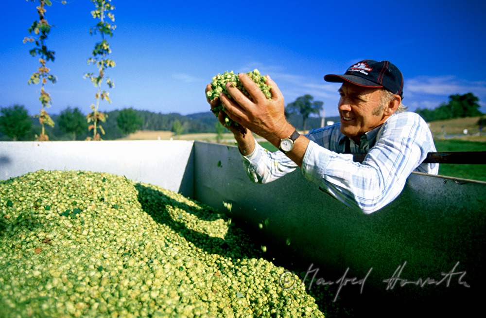 Bauer untersucht die Qualität des Hopfens