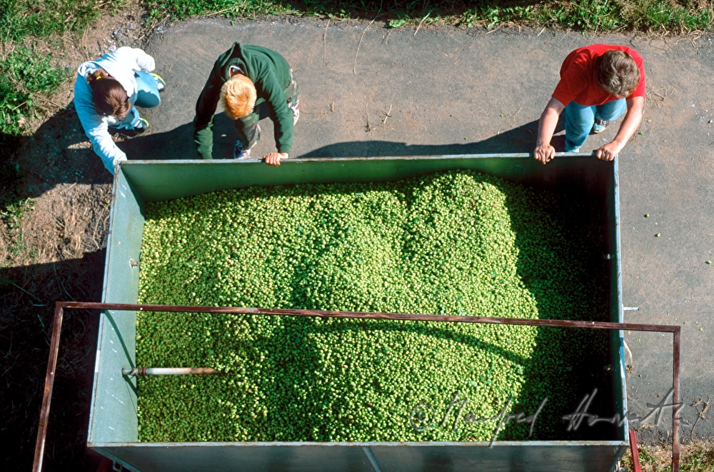 Bauern mit einer Ladung Hopfen bei der Trockenanlage