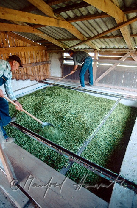 Bauer mischt eine Lade mit Hopfen in der Trockenanlage