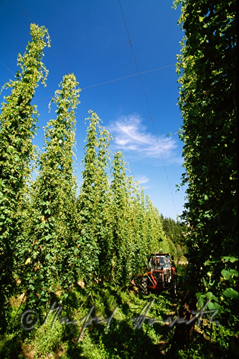 Traktoranhänger im Hopfengarten bei der Ernte