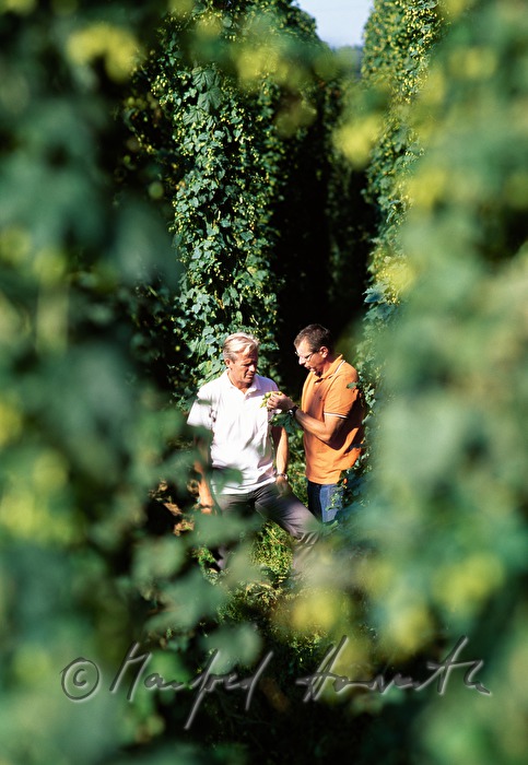 Brauereibesitzer und Braumeister bei der Hopfen-Qualitätskontrolle
