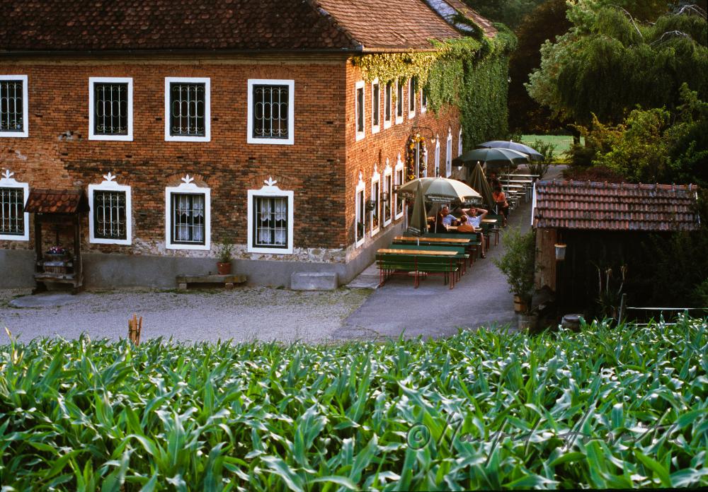 Gastgarten vor dem Mostheurigen Mostheurigen Wimmer-Weindlmayer