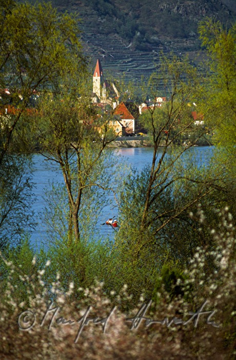 blühende Marillenbäume und Donau