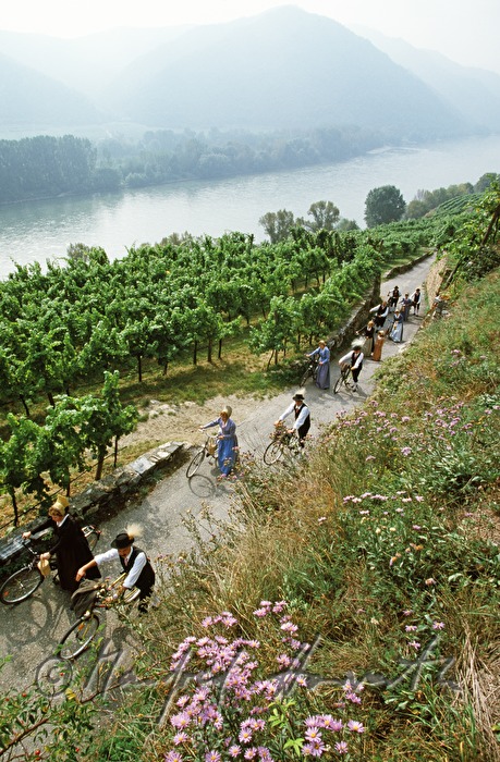 Radfahrer in Tracht im Weinberg