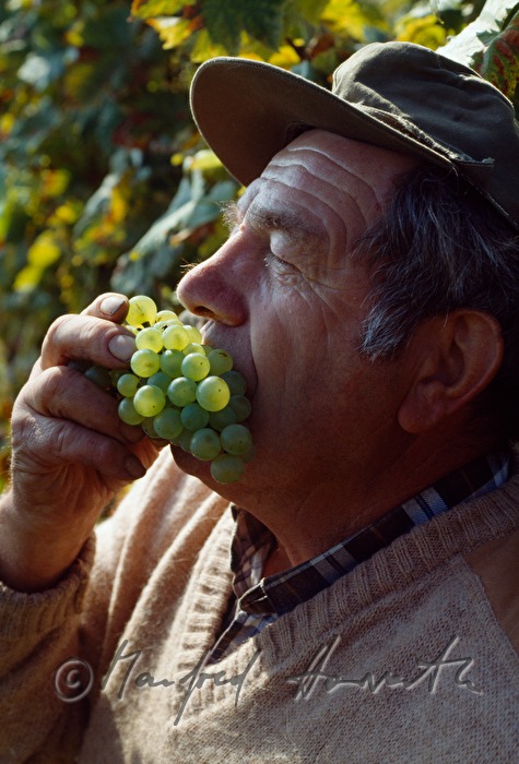 Weinbauer kostet Trauben