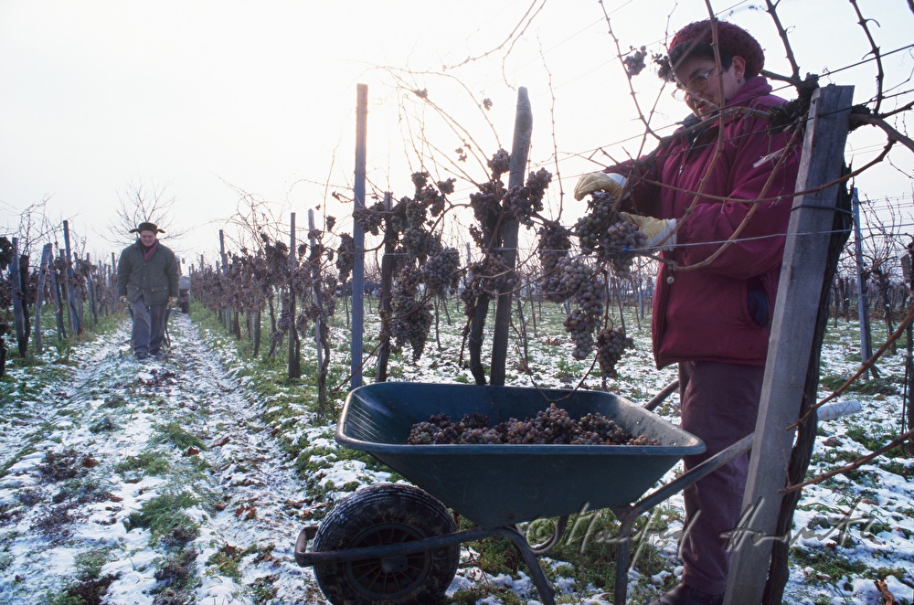 Eisweinlese bei -7 Grad Celsius