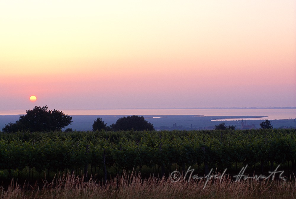 Weinberge und Neusiedlersee