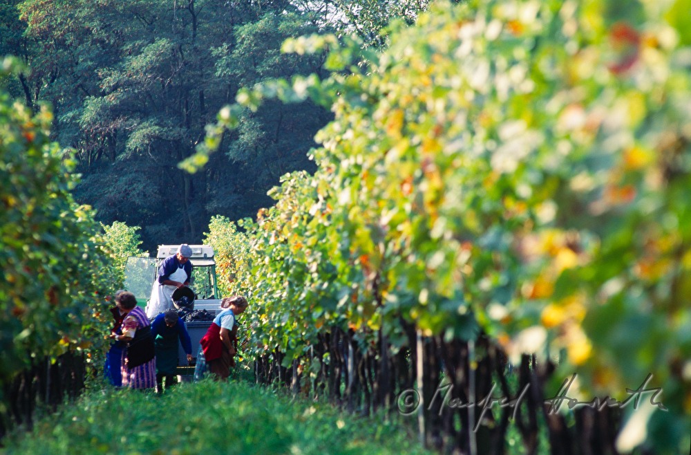 Weinlese - Traktor und Arbeiter im Weingarten