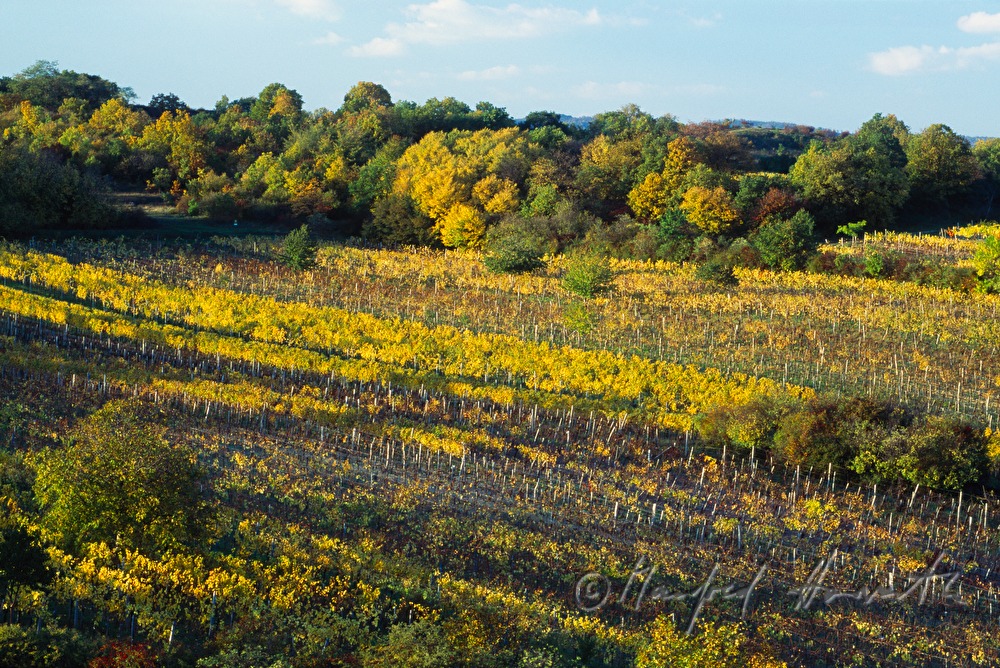 Weinberge am Rusterberg