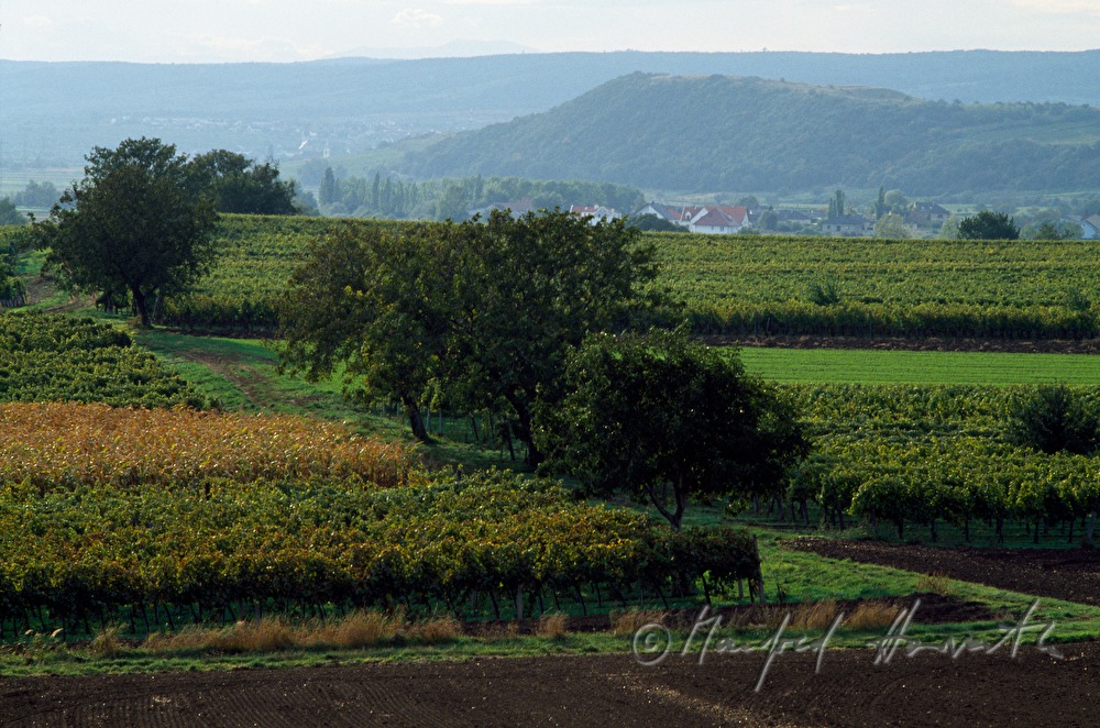 Weinberge bei Jois