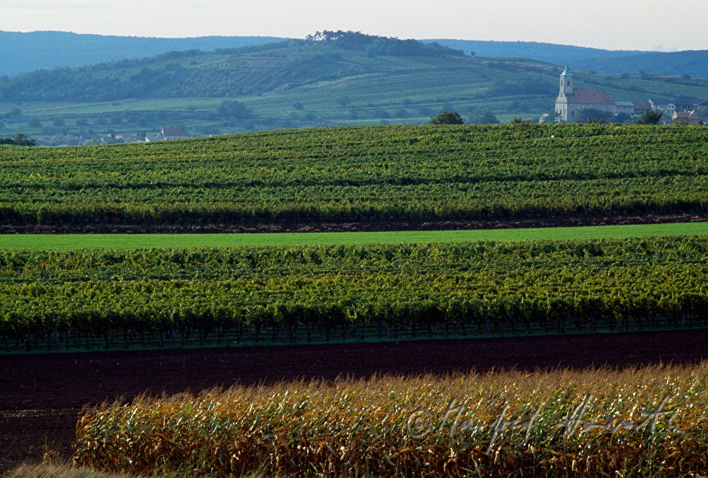 Weinberge bei Jois
