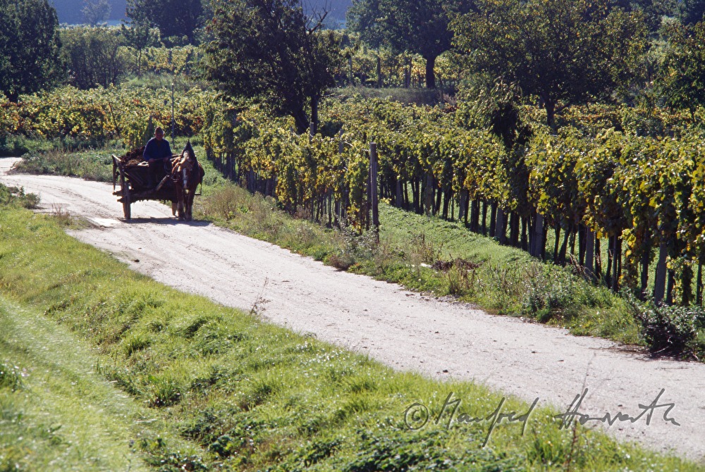 Weinbauer mit Leiterwagen im Weingarten