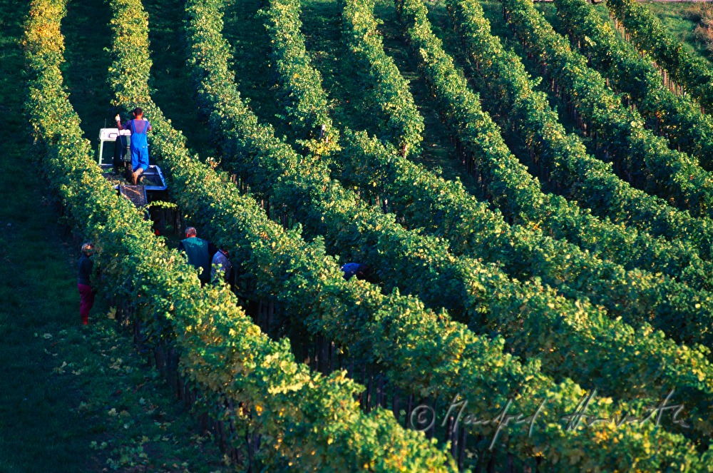 Weinlese - Traktor und Arbeiter im Weingarten
