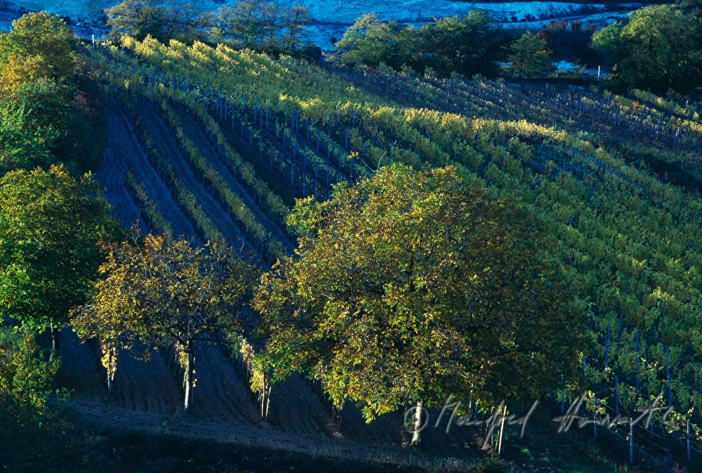 Weinberge am Rusterberg