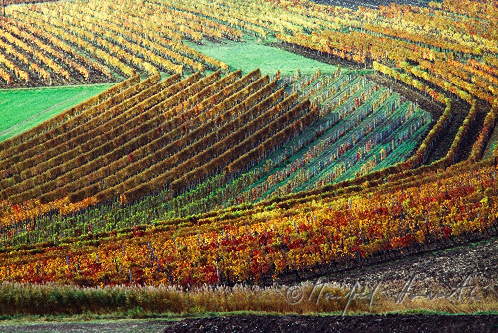 Weinberge bei Hornstein