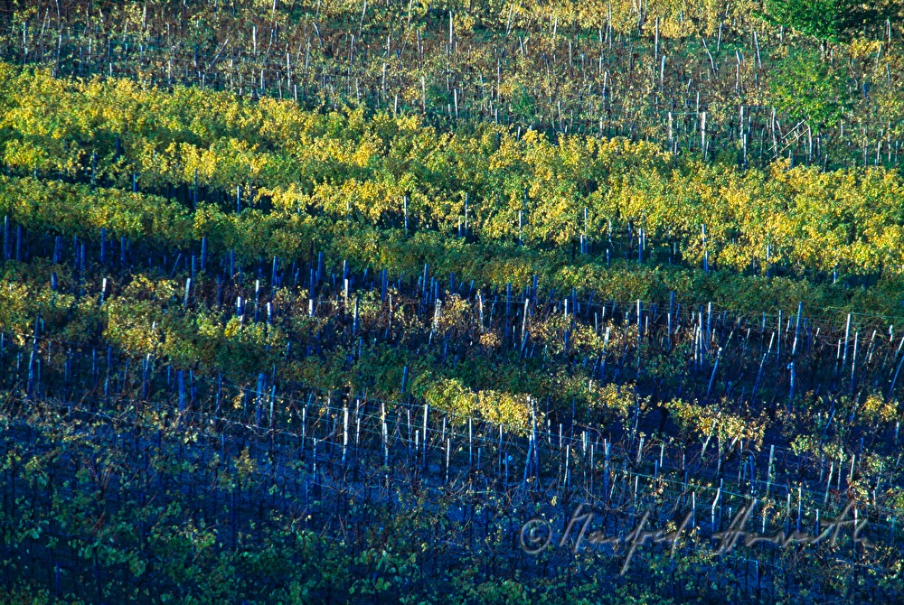 Weinberge am Rusterberg