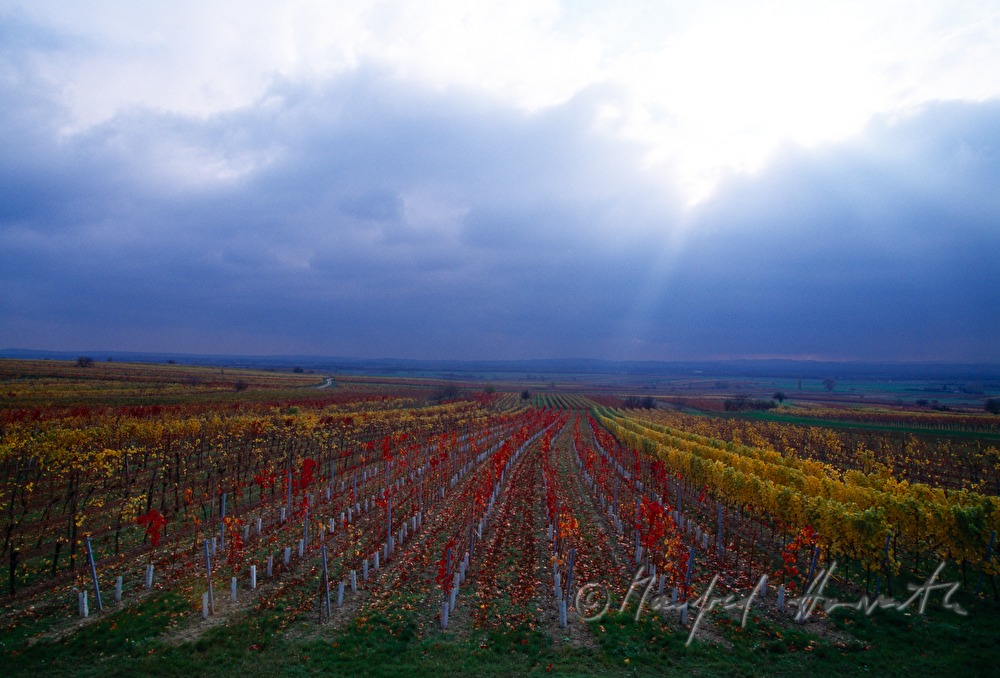 Weinberge bei Kleinhöflein