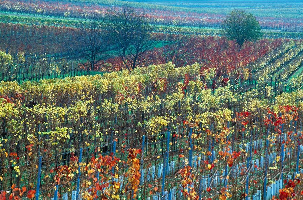 Weinberge bei Kleinhöflein