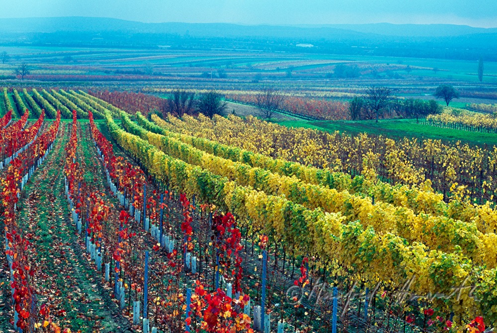 Weinberge bei Kleinhöflein