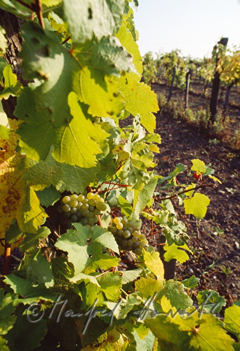 Weinberge bei Kleinhöflein