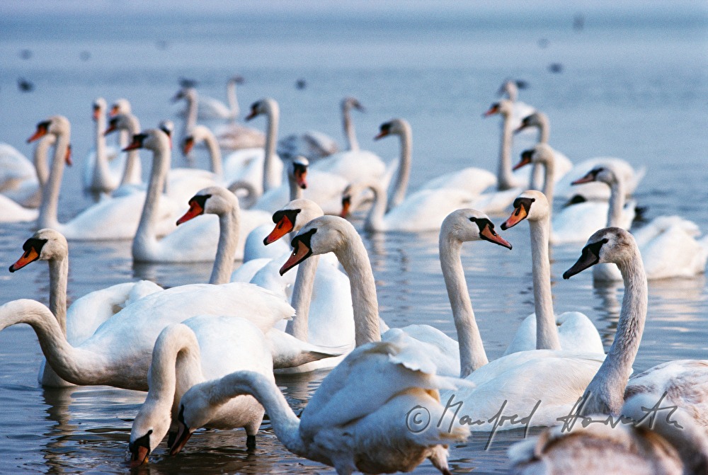 Schwäne schwimmen im See