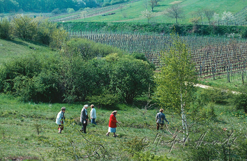 Spaziergänger in der Thenau