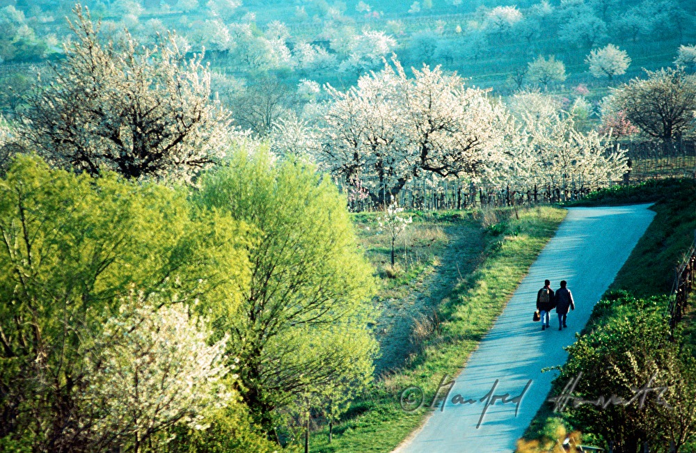 Spaziergänger am Kirschblütenweg