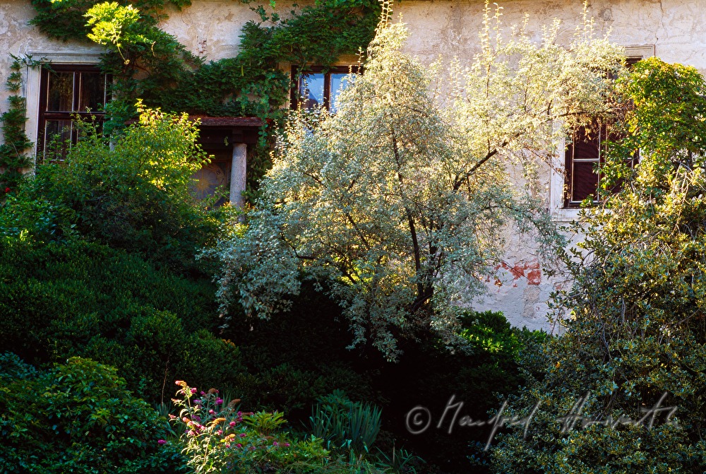 Innenhof mit begrünter Burgmauer