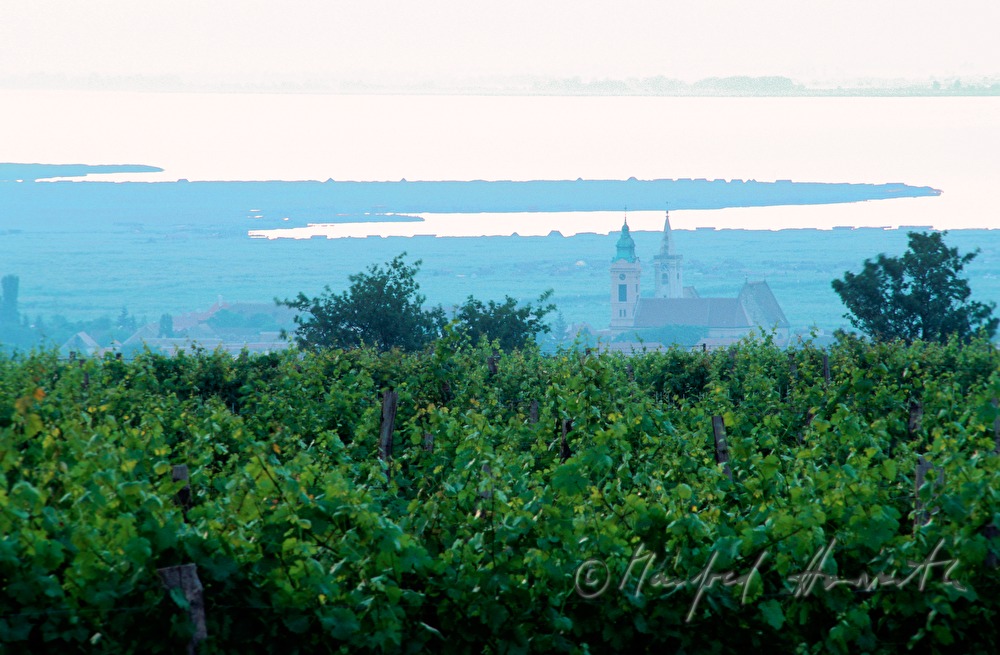 Weinberge und Neusiedlersee