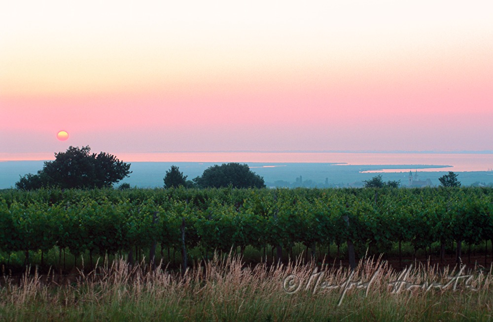 Weinberge und Neusiedlersee