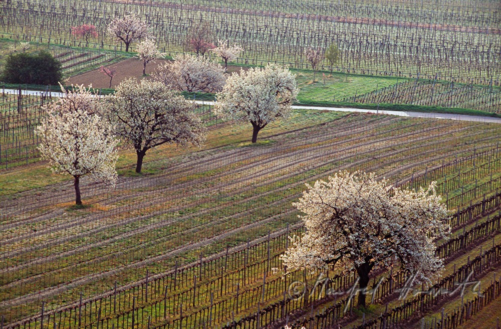 blühende Kirschbäume im Weingarten