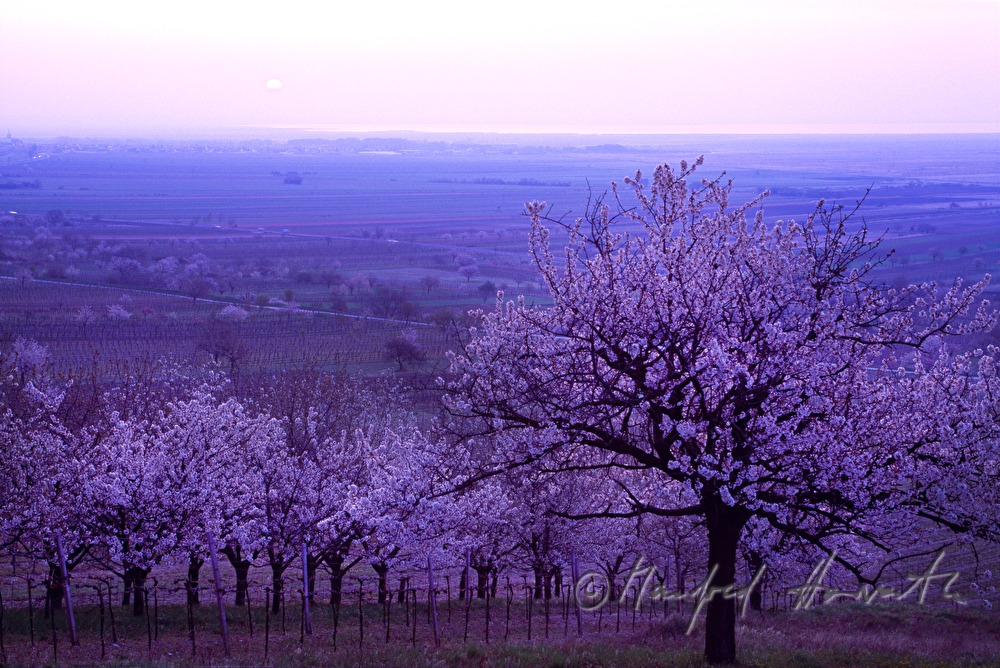 blühende Kirschbäume und Neusiedlersee