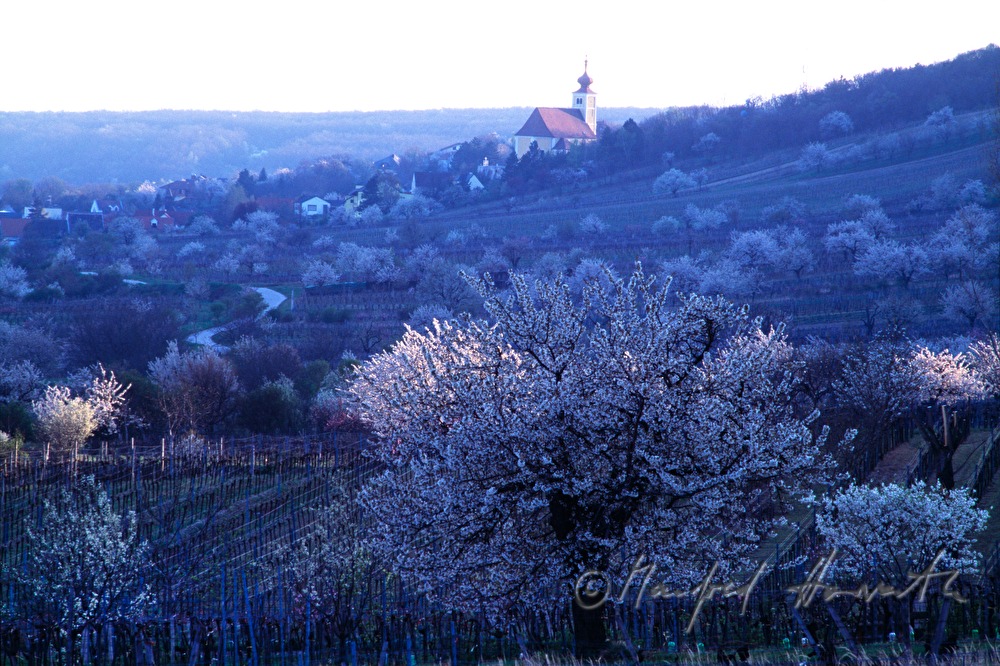 Kirche von Donnerskirchen und Weingärten