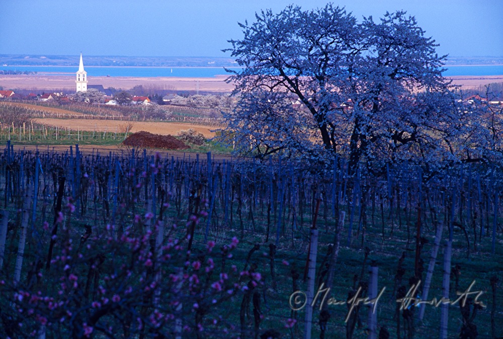 Purbach am See und Neusiedlersee