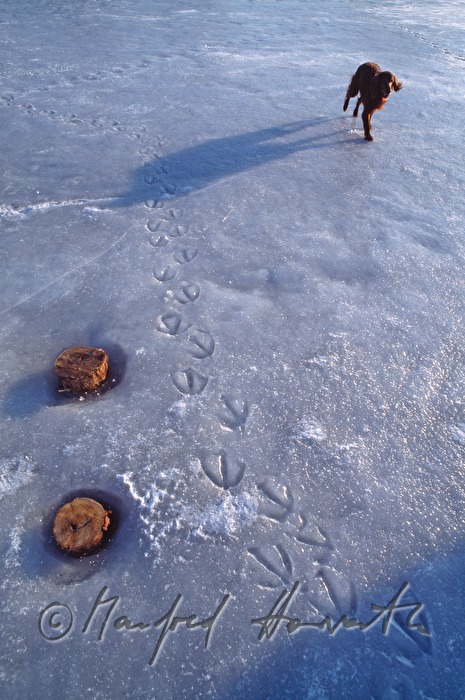 Tierspur (Schwan) und Hund (Irish Setter)