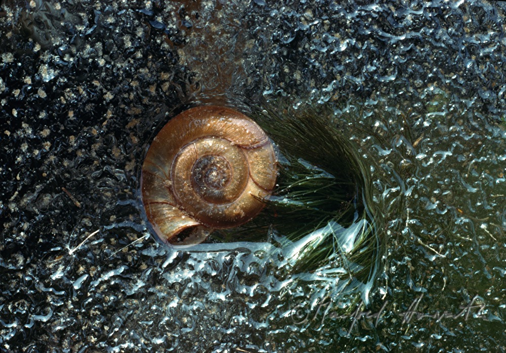 eingefrorene Schnecke