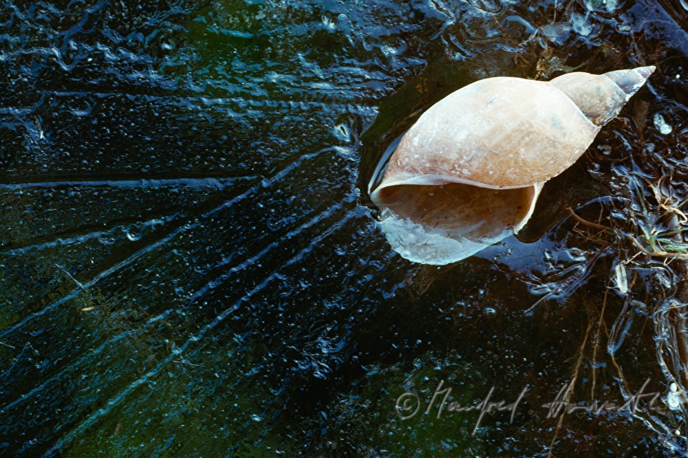 eingefrorene Schnecke