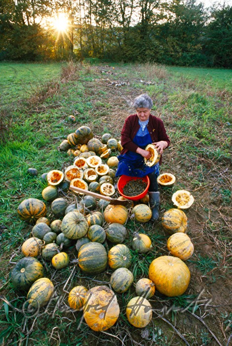 Kürbiskerne ernten auf dem Feld