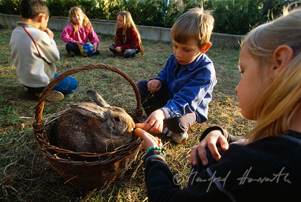 Kinder füttern einen Haushasen mit Karotten