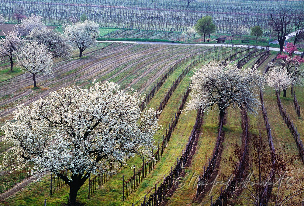 blühende Kirschenbäume im Weingarten