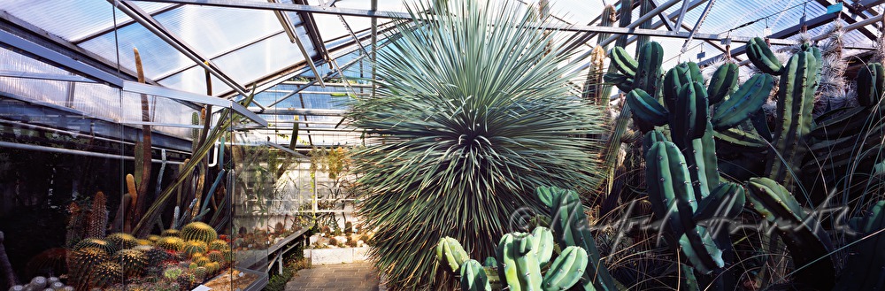 Botanischer Garten, Kakteenhaus