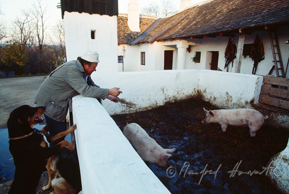 Josef Geissler füttert Schweine
