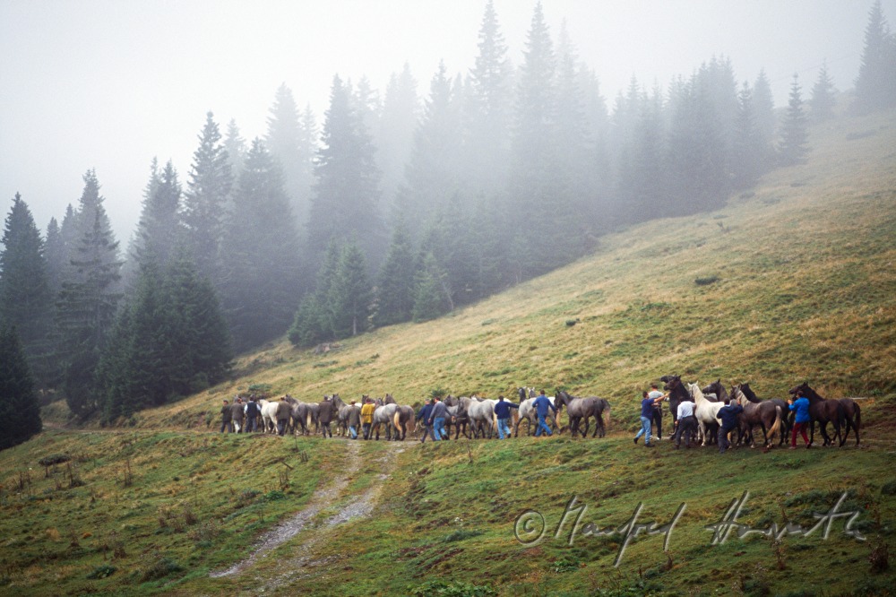 Almabtrieb von der Stupalm