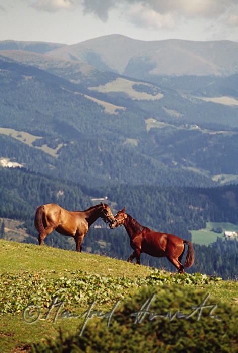 junge Lipizzaner-Hengste spielen auf der Weide