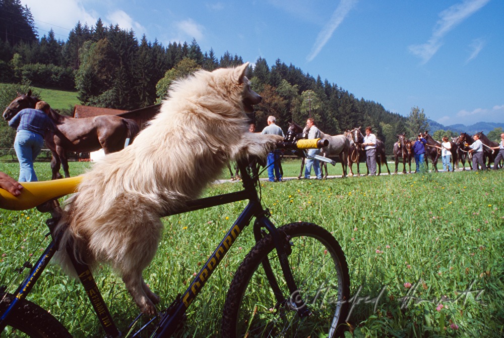 Almabtrieb von Lipizzanern