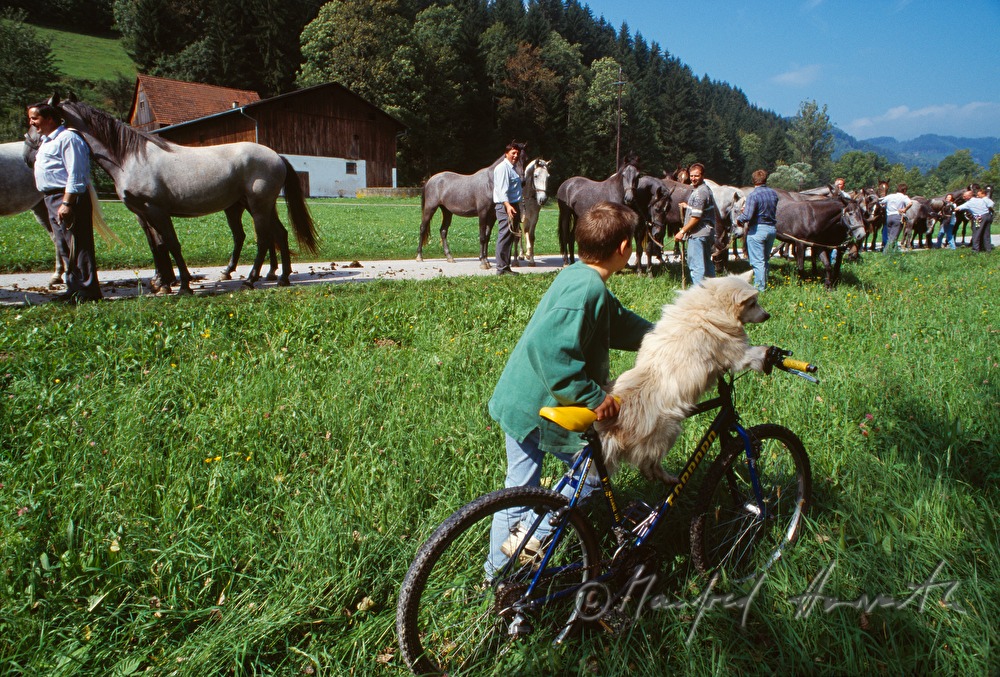 Almabtrieb von Lipizzanern