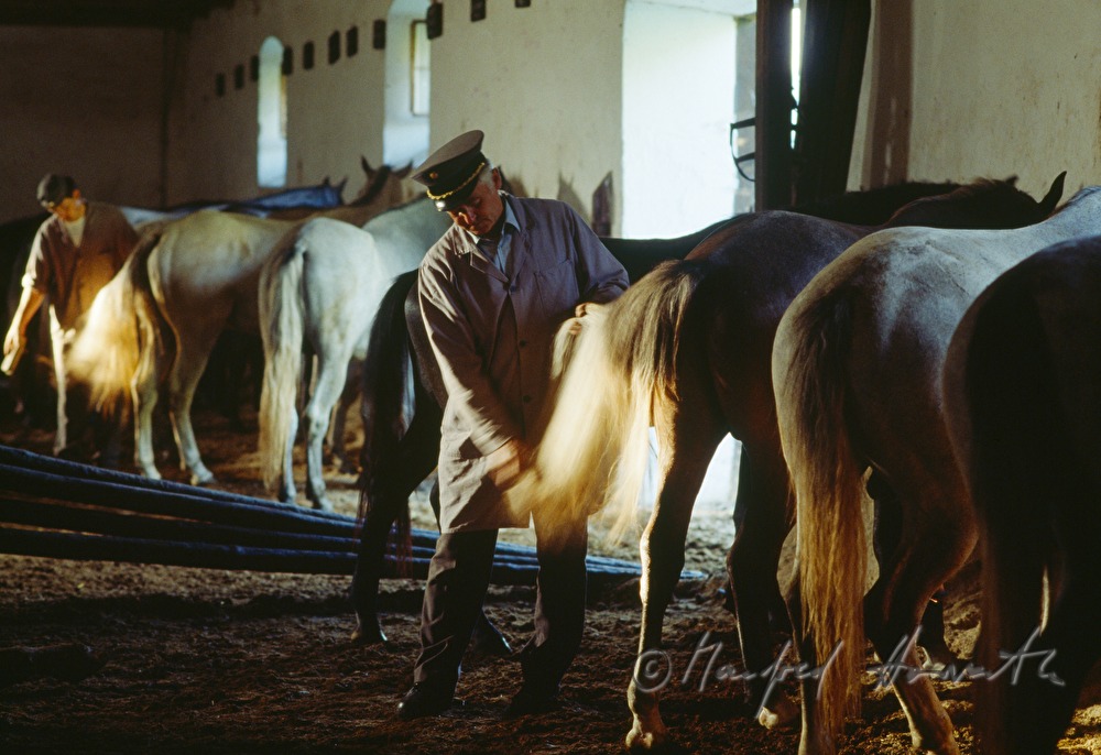 Lipizzaner im Stall mit Tierpfleger